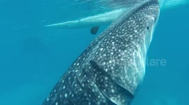Philippines - Bohol - whale shark