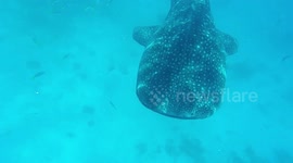 Philippines - Bohol - whale shark With my feet