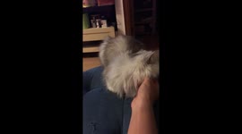 Cat - chinchilla - relaxing