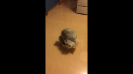 Cat - chinchilla - suit in a box