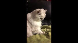 Cat - chinchilla - massage to a pillow