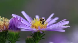 A miniature bee on a purple flower gets chased away by a giant bee.