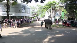 Herd of Elephants Crossing the Busy Highway from their Camp to the River