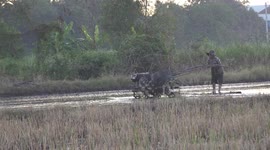 A Thai farmer prepares a paddy field using a Kubota tractor