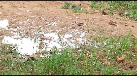 Squirrel eatting rice
