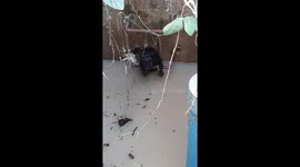 Two-week-old puppy found keeping itself afloat after being dumped in drain