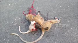 Heartbreaking video shows a baby monkey crying over the body of its dead mum in Uttar Pradesh