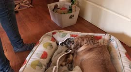Adorable Frenchie “protecting” his paralyzed best friend