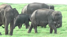 Minneriya, Sri Lanka, Elephant National Park