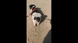 Catwalk by dog