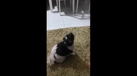 Puppy says let's go out to play