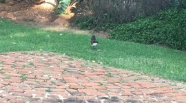 BURCHELL’S COUCAL STEALS A CHICK FROM ANOTHER BIRDS NEST