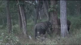 Two bull elephants wrestle in broad daylight in Indian national park