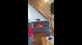 Cat climbs stairs upside down