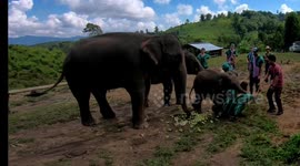Cheeky baby elephant knocks over tourist trying to take a selfie with it