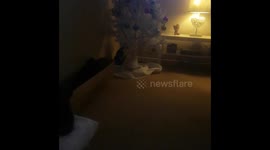Timber! Curious kitten trashes Christmas tree