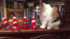 Taiga the cat is an absolute Scrooge: Fiendish feline knocks Christmas decorations off shelf