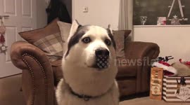 Siberian Husky Only Knows One Word!