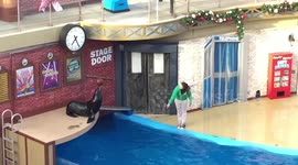 Sea lion  balances a ball on his nose like a pro