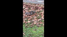 Finally saw squirrel bury a nut!!!