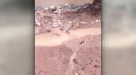 Indian villagers witness rare 'fish rain' as Cyclone Phethai makes landfall