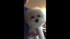 Impatient crying puppy