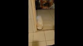 Teaching our puppy boundaries