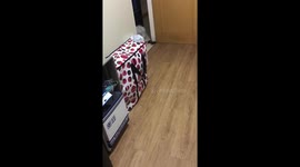 Puppy vs Remote Control Toy Car