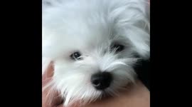 Crying Adorable Maltese
