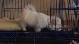Acrobatic Puppy, too excited with his food