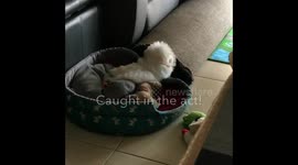 Puppy caught in the act