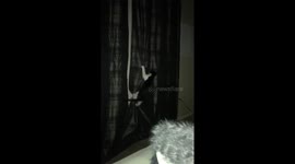 Cat climbing curtain