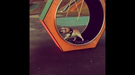 Hilarious bulldog loves to exercise in kids' playground