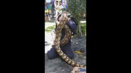 Fireman gets into a tight squeeze as python wraps itself around his head