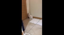 Puppy peed where he isn't supposed to and pleaded guilty