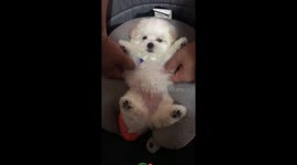 Giving our puppy a massage. His reaction is precious. Watch til the end