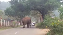 Rougue elephants that wreaked havoc destroying crops and killing people captured finally