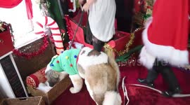 Excited dogs visit Santa Claus at doggy Christmas grotto