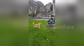 Dog gets upset when statue refuses to play with him