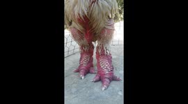 Chicken strut: Vietnam-raised bird has the most humungous legs