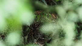 Leopard secrecy.
