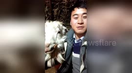 Greedy goat becomes internet celebrity as it always steals owner’s food