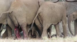 Newborn elephant calf struggles to walk with his wobbly legs