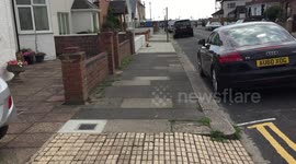 Tame Fox waiting for Owner