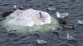 Birds go crazy over mystery floating white object in Netherlands harbour