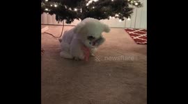 Stuffed Bear Comes To Life At Christmas