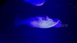 Jellyfish
