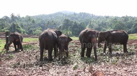Unchained Herd Of Elephants Loitering in Elephant Camp