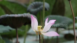 The last petals fall from a Lotus flower in a strong breeze and rain.