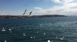 Istanbul birds slow motion
